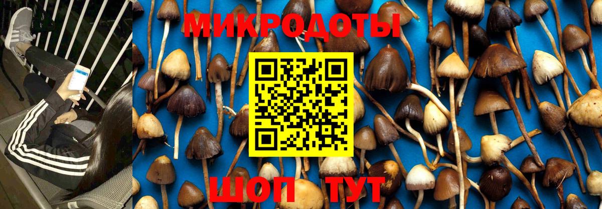 Галлюциногенные грибы Cubensis Кашира